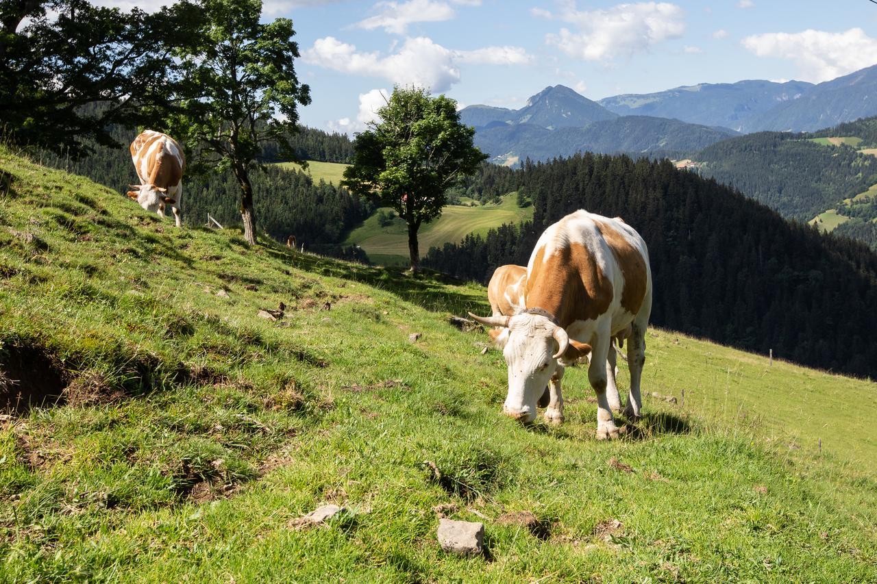 Farmstay&Glamping Visocnik Ljubno Exteriér fotografie