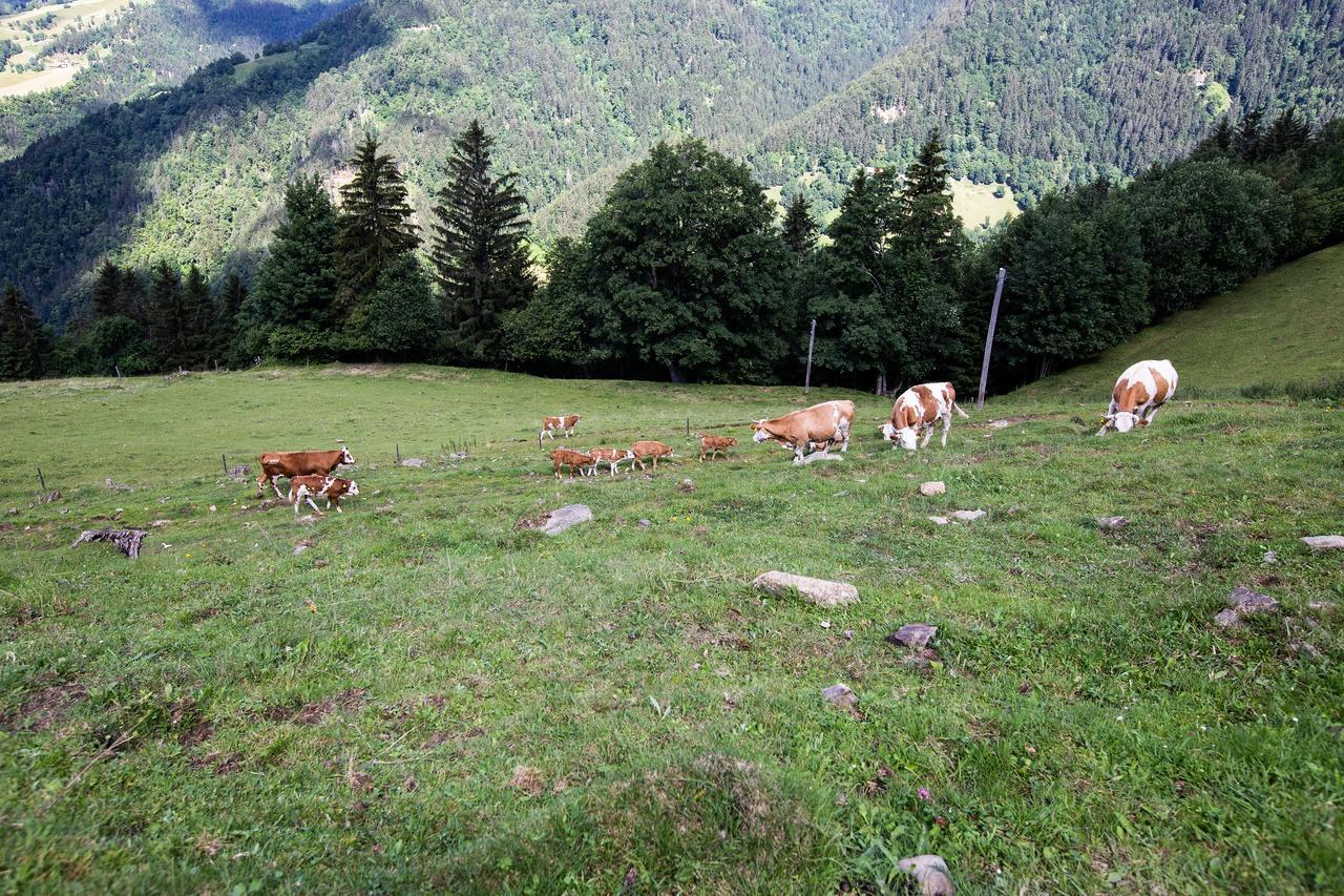 Farmstay&Glamping Visocnik Ljubno Exteriér fotografie